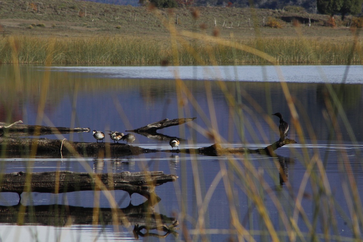 Neotropic Cormorant - ML365562781