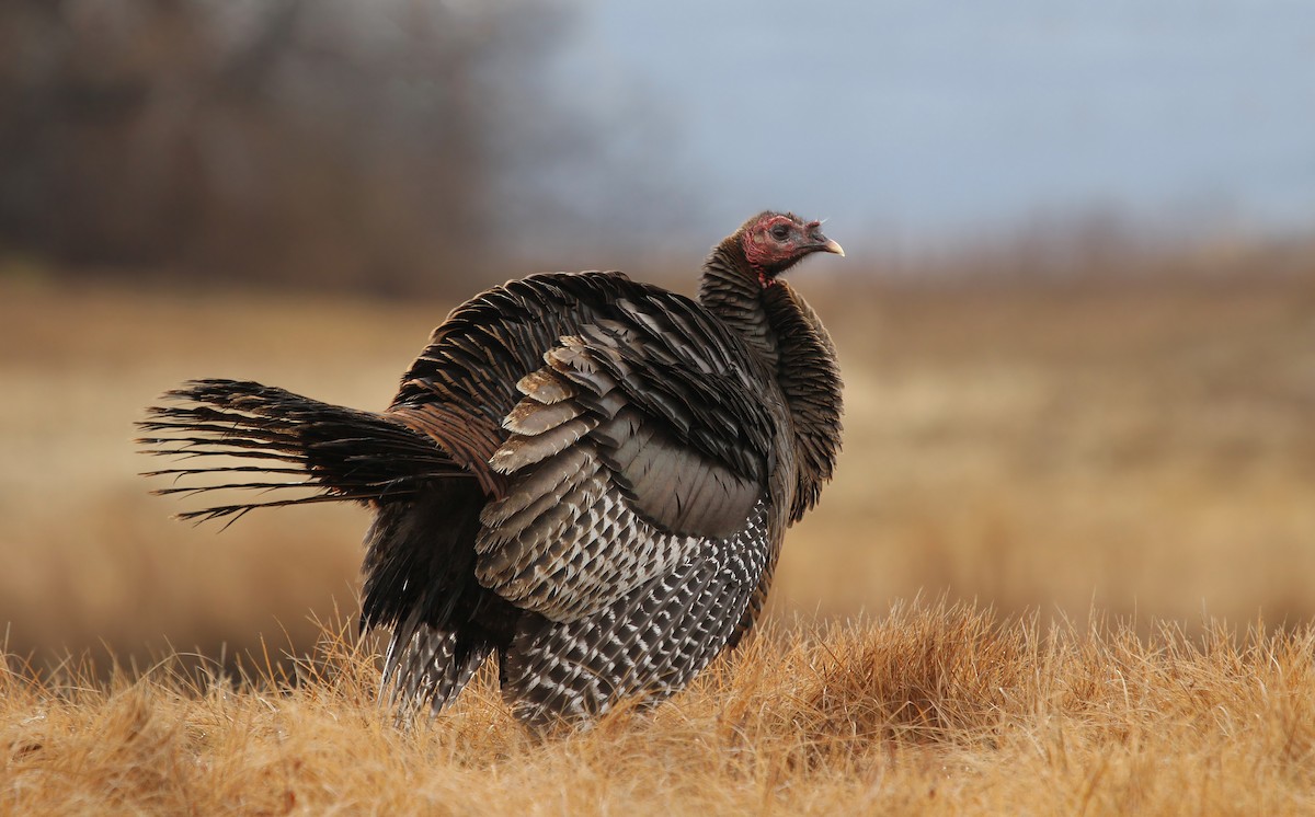 Wild Turkey - Ryan Schain