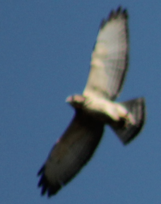 Broad-winged Hawk - Mauricio Gutiérrez