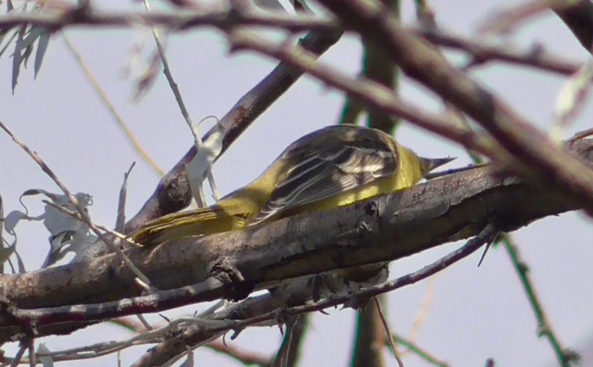 Oriole des vergers - ML365565911