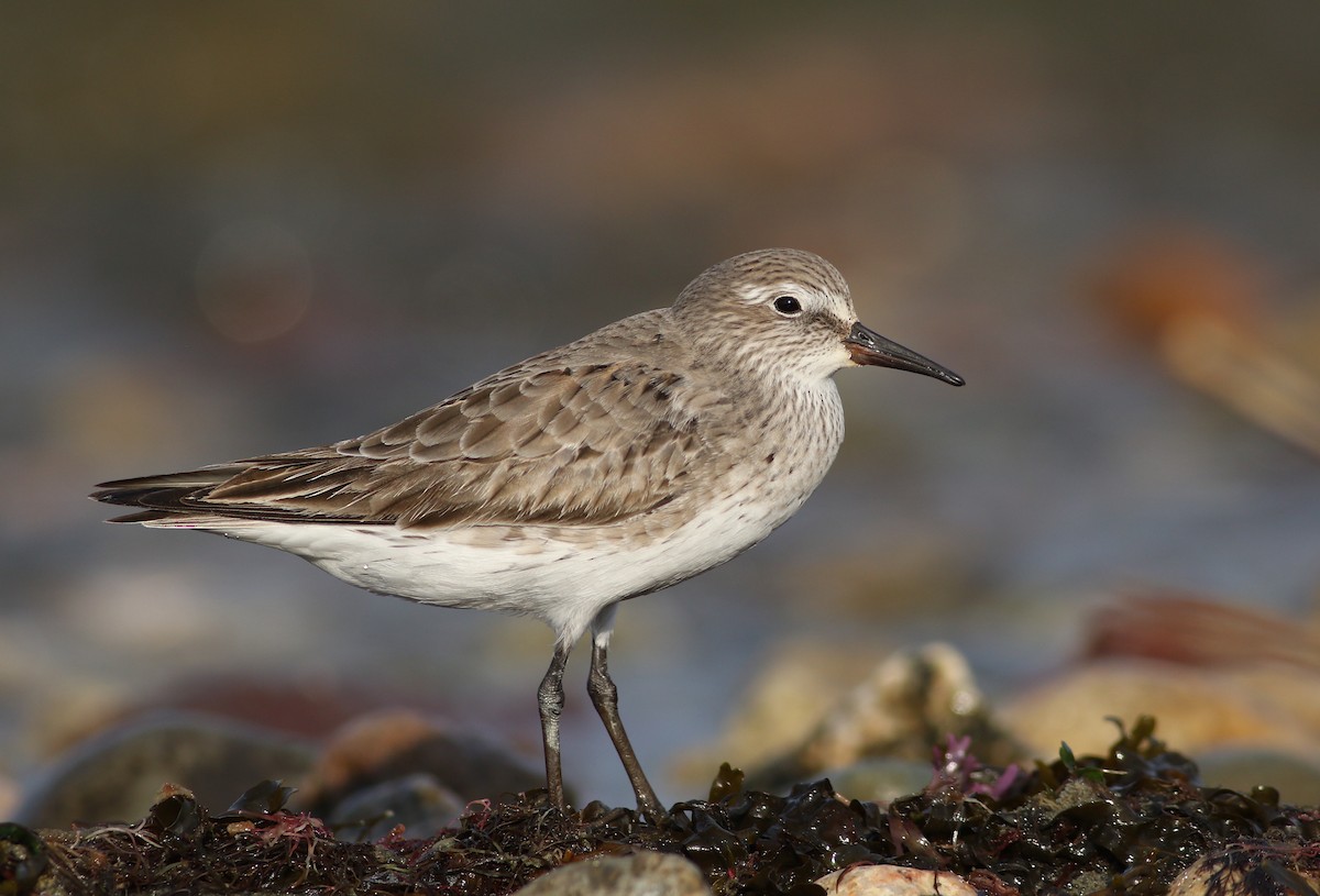 Weißbürzel-Strandläufer - ML365566021