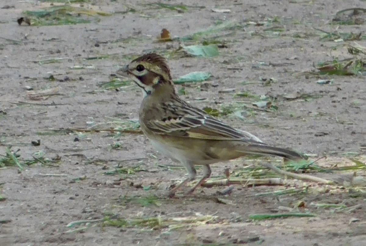 Lark Sparrow - ML365566381