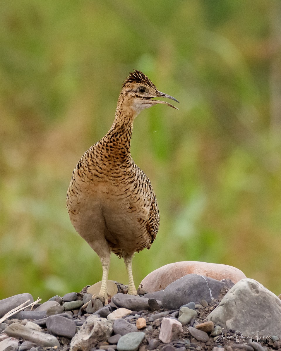 Huayco Tinamou - ML365569611