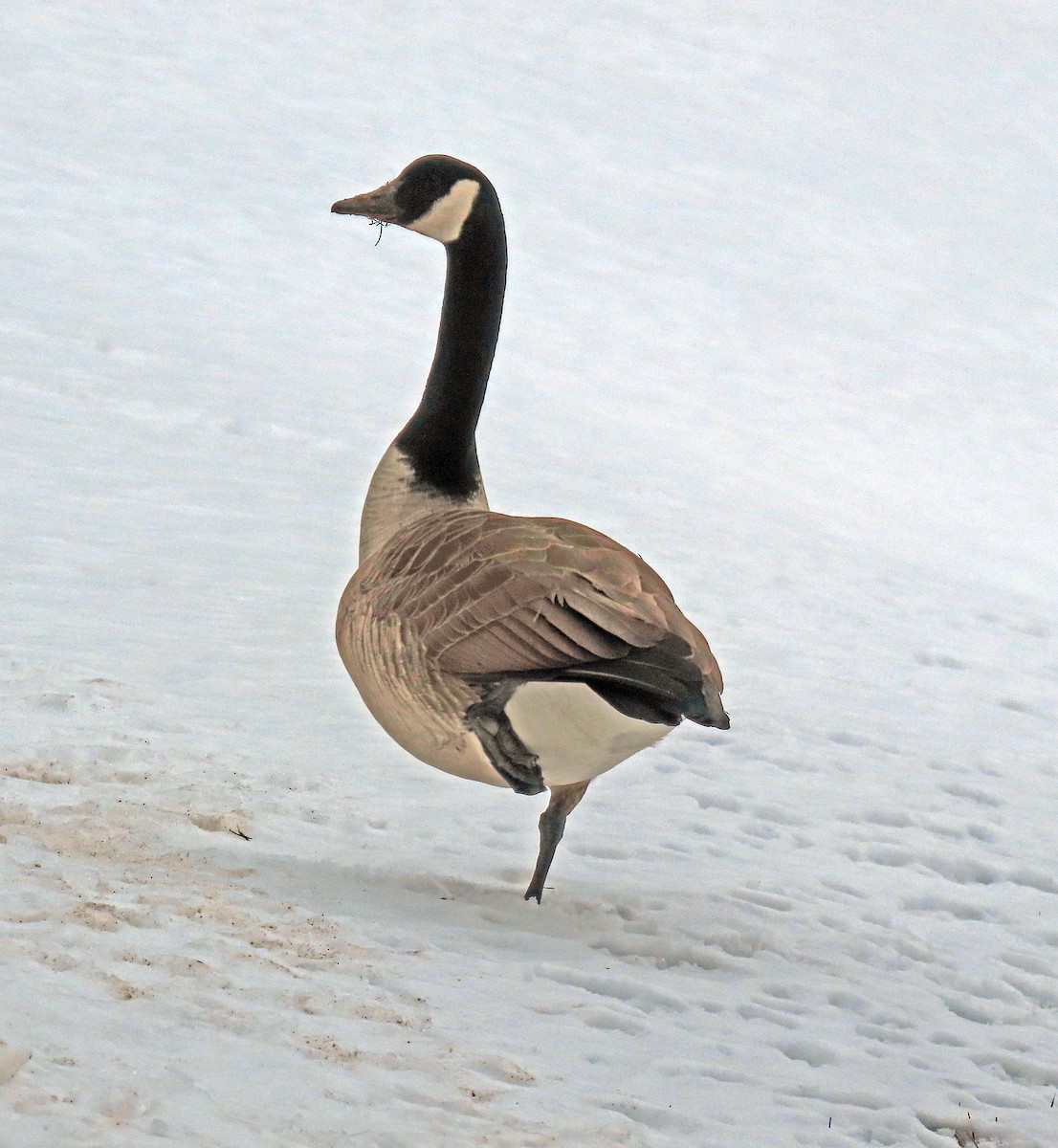 Canada Goose - Shilo McDonald