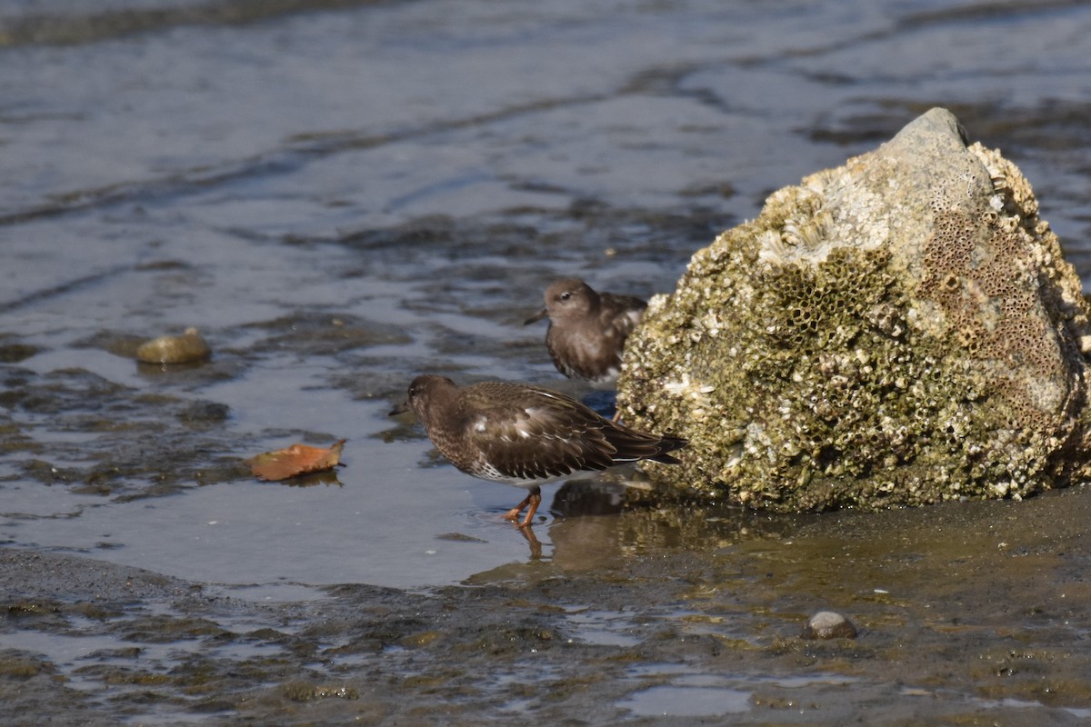 Black Turnstone - ML365572311