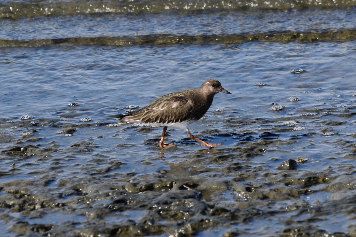 Black Turnstone - Timothy Leque