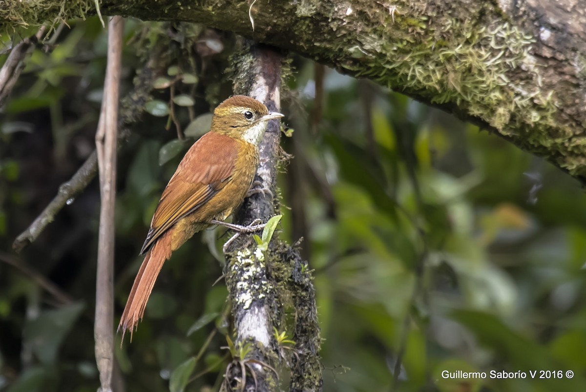 Ruddy Treerunner - Guillermo Saborío Vega