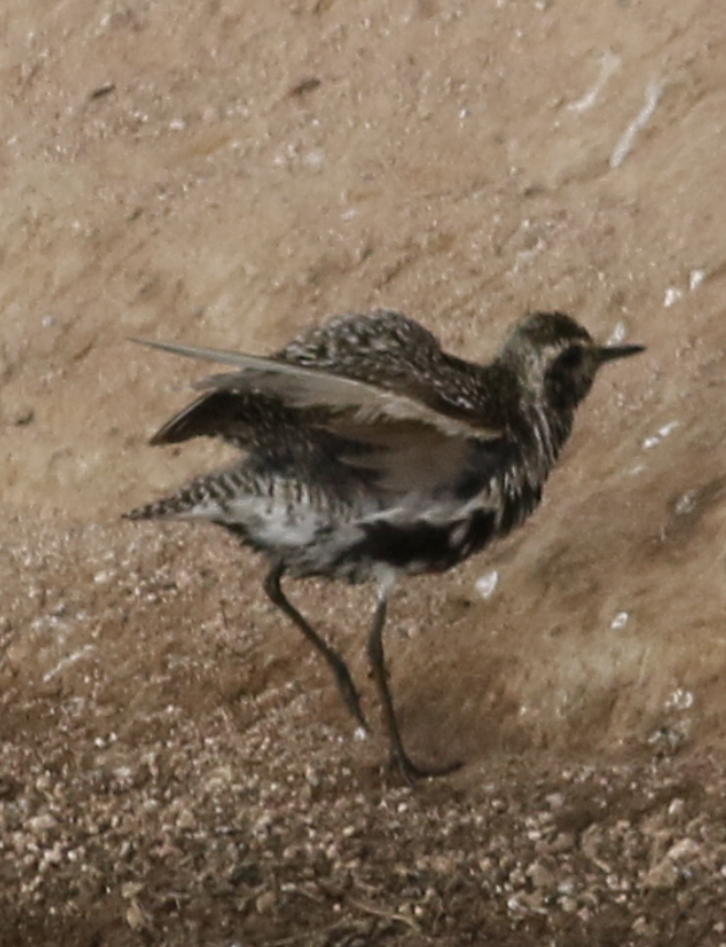 Pacific Golden-Plover - ML365574031