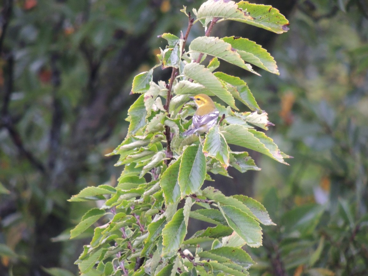 Black-throated Green Warbler - ML36557471