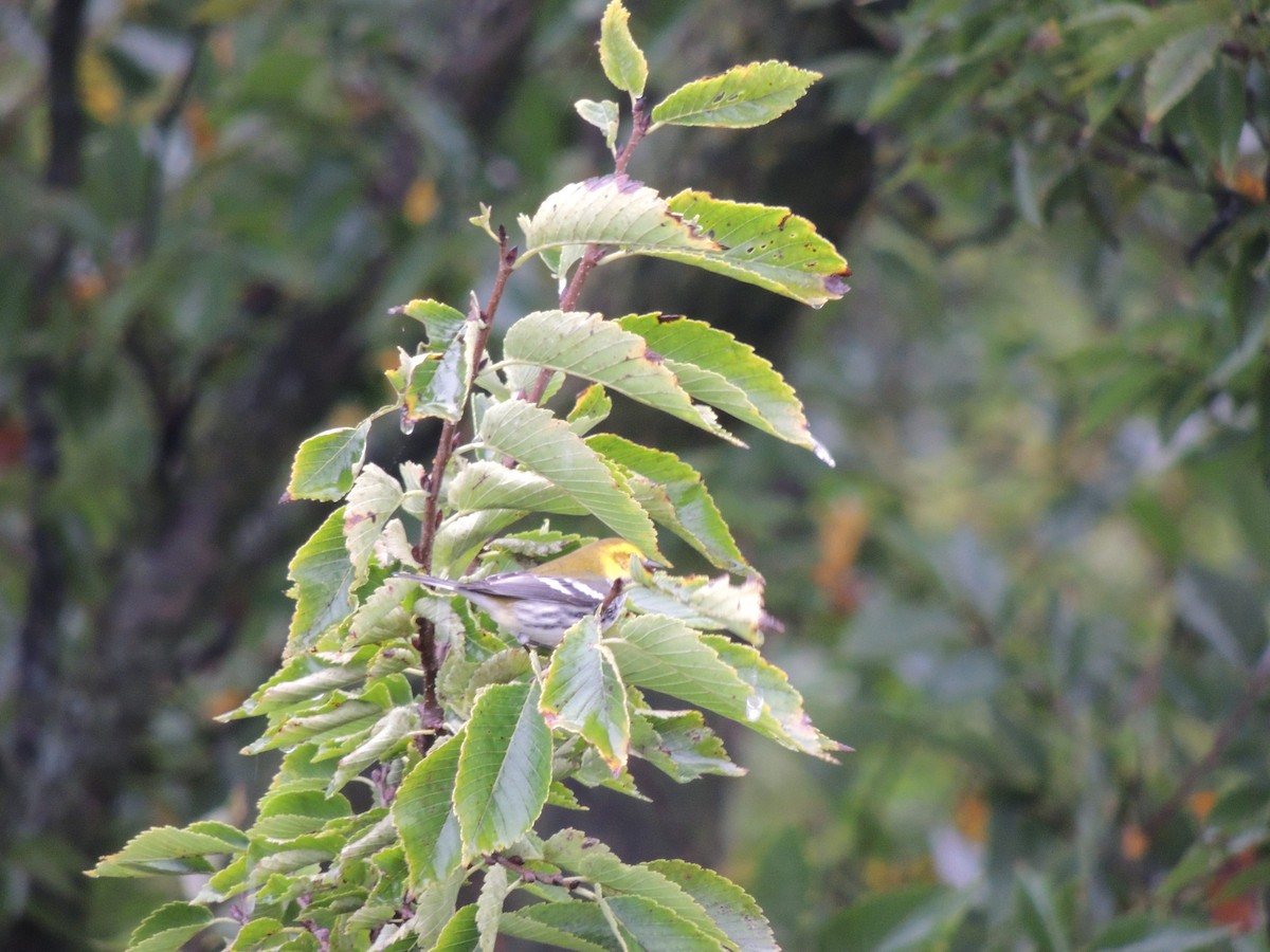 Black-throated Green Warbler - ML36557501