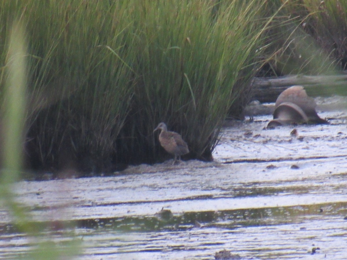 Clapper Rail - ML365576491