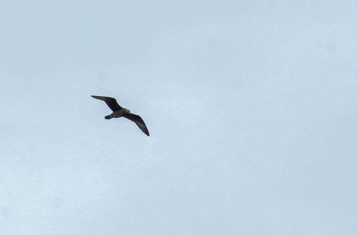 Long-tailed Jaeger - Matt Mason