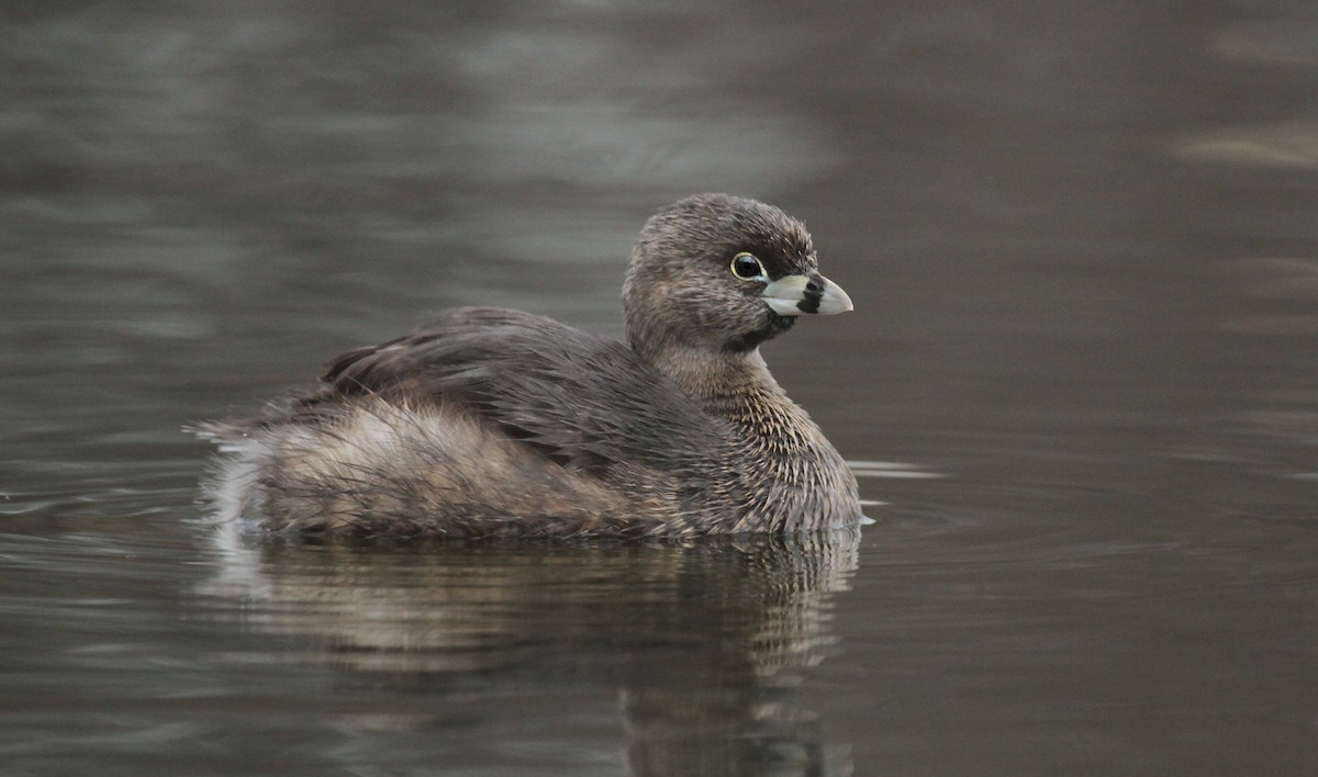 Pied-billed Grebe - ML36558011