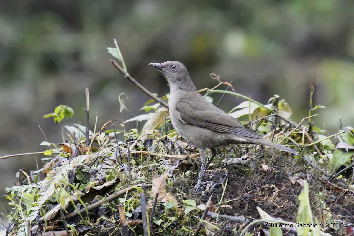 Mountain Thrush - ML36558141