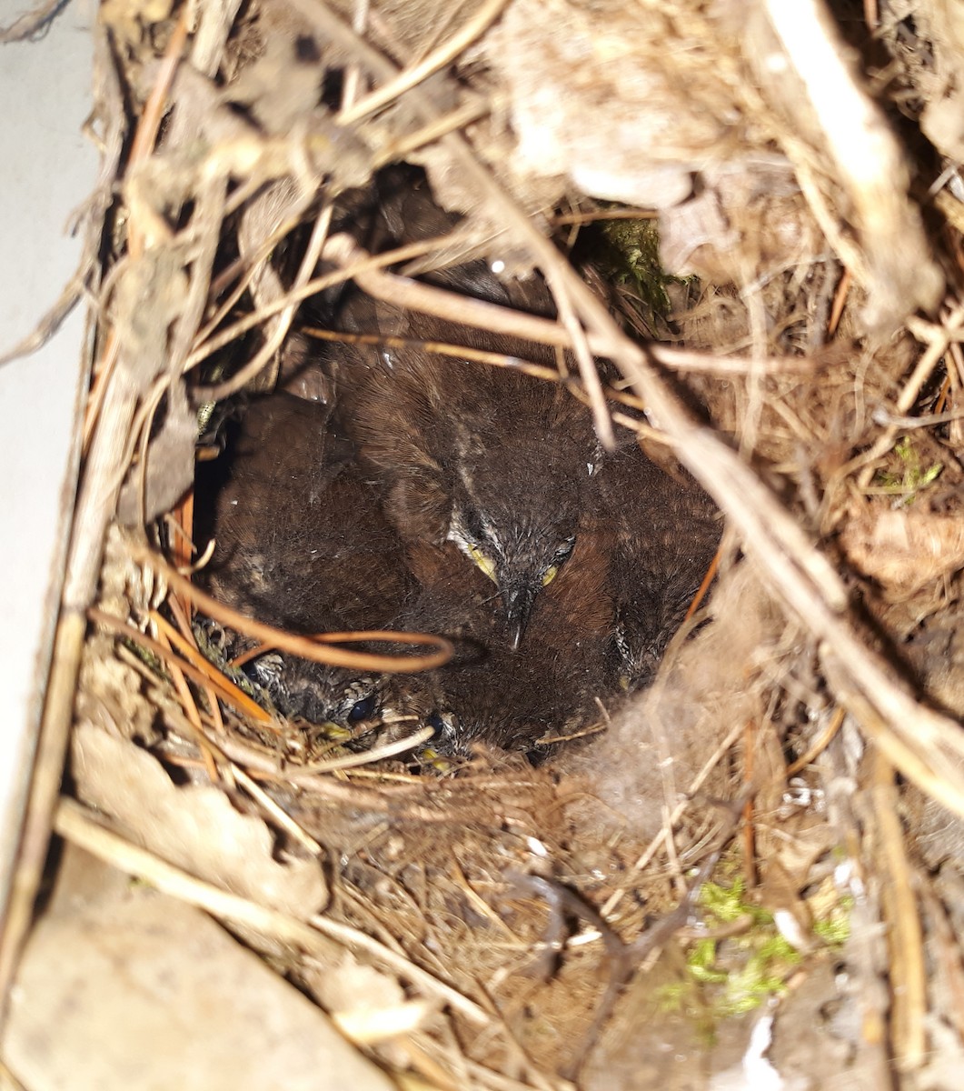 Carolina Wren - ML365585301