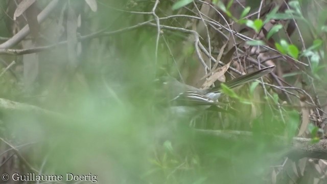 Gray Fantail - ML365588191