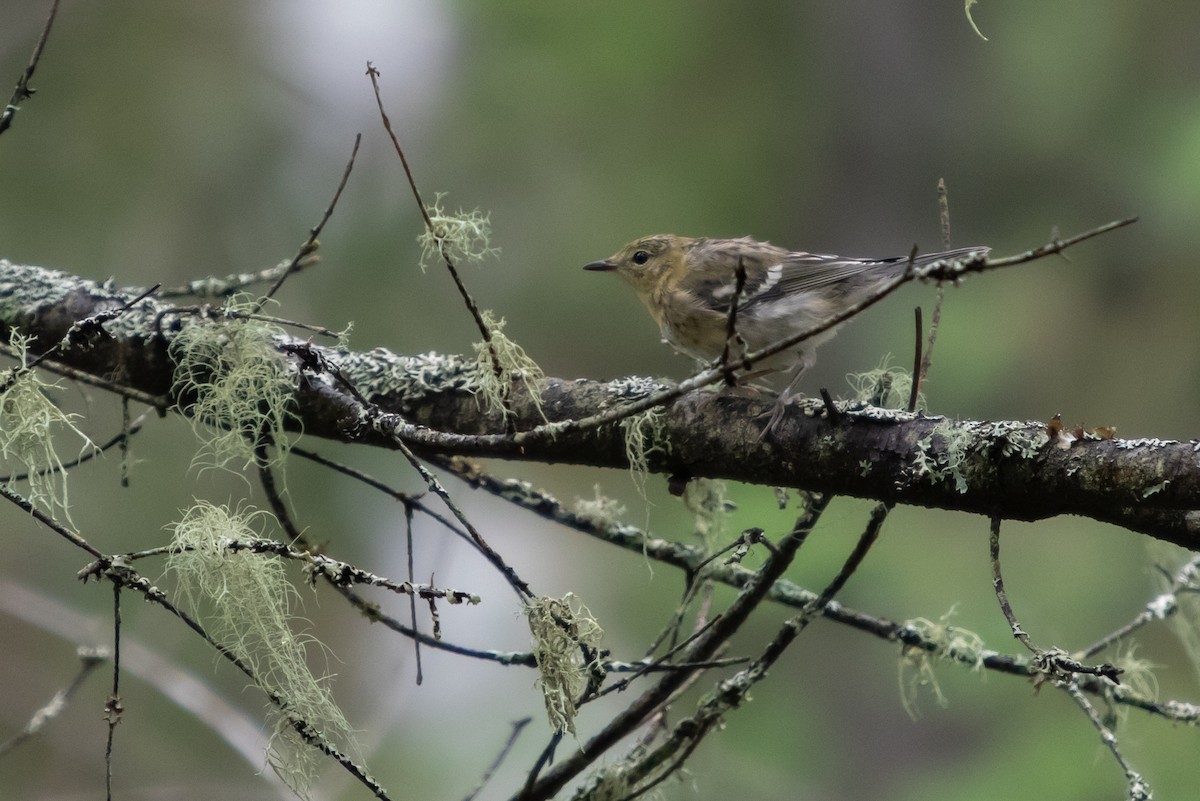 Bay-breasted Warbler - André Turcot