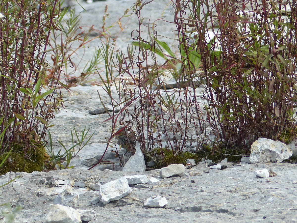 American Pipit - ML365589411