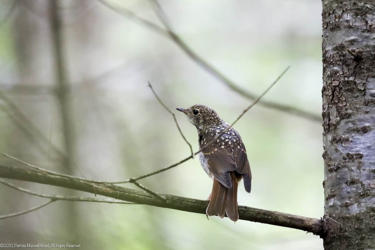 Hermit Thrush - ML365589611