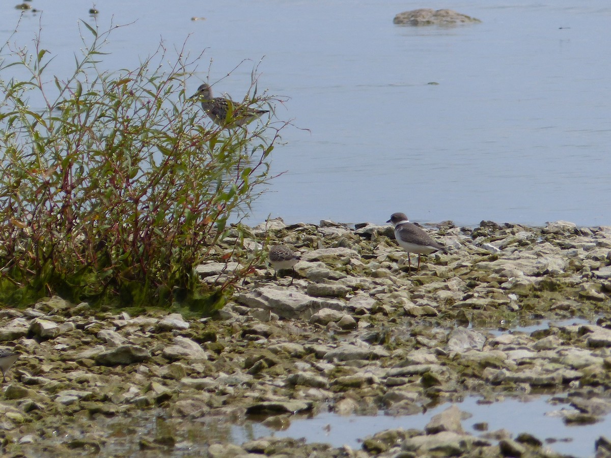 Semipalmated Sandpiper - ML365589791