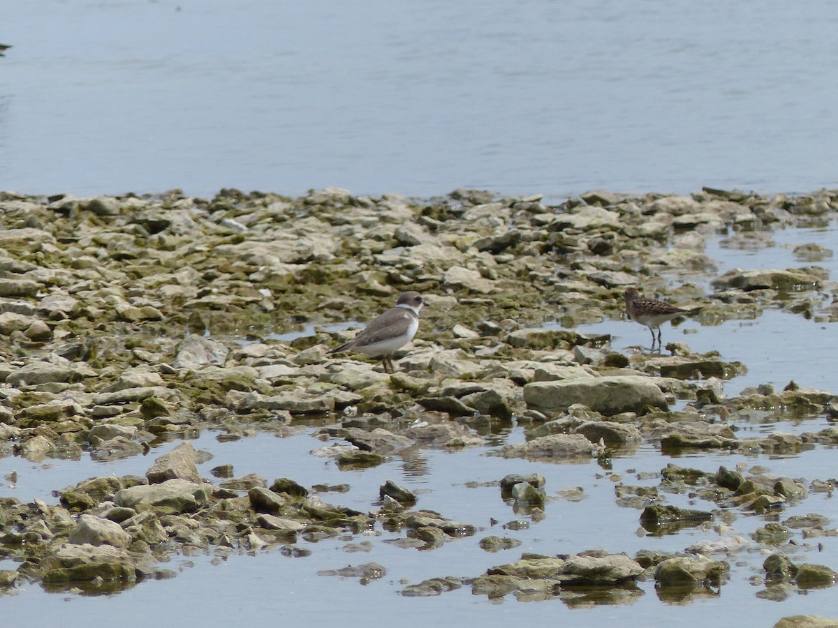 Semipalmated Plover - ML365589871
