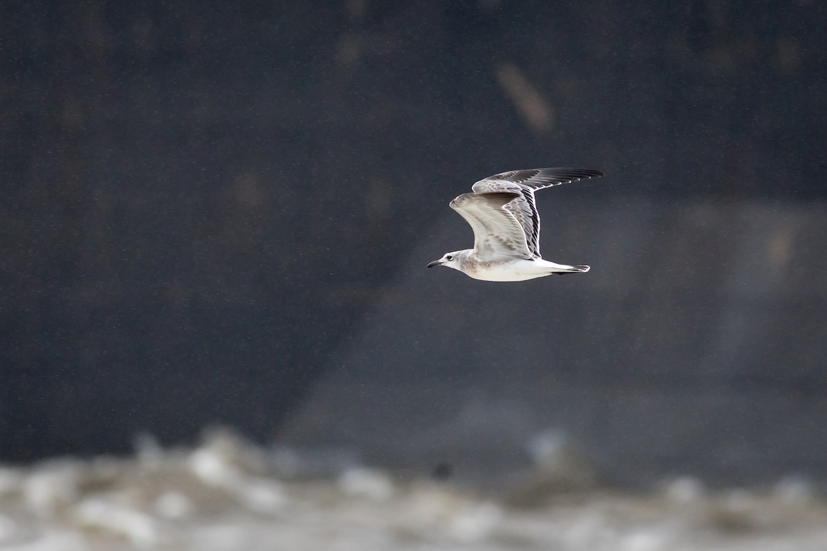 Laughing Gull - ML365590641