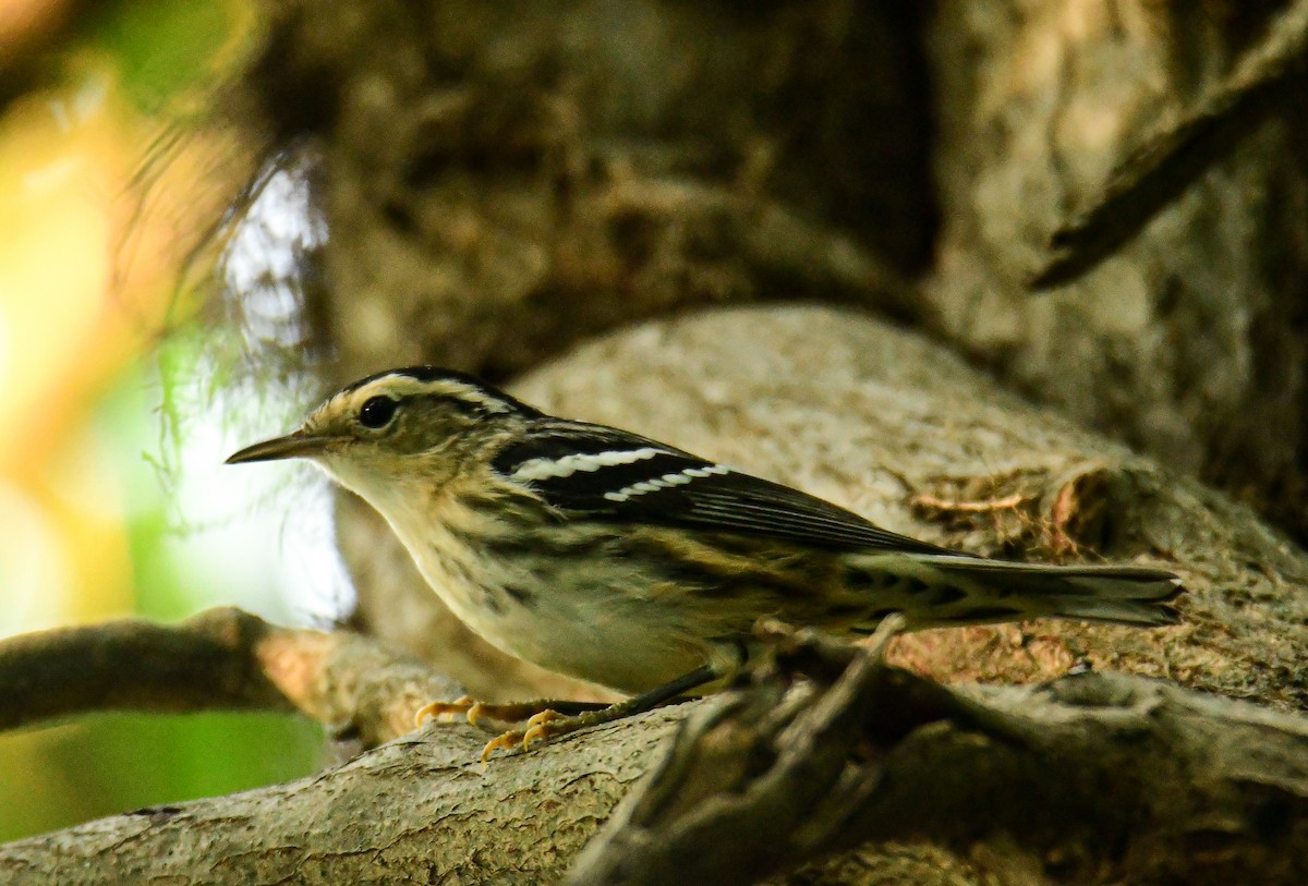 Black-and-white Warbler - ML365591471