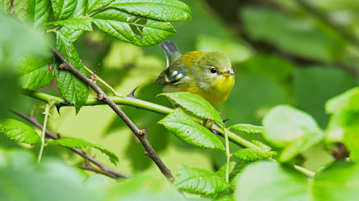 Kuzeyli Parula - ML365591501