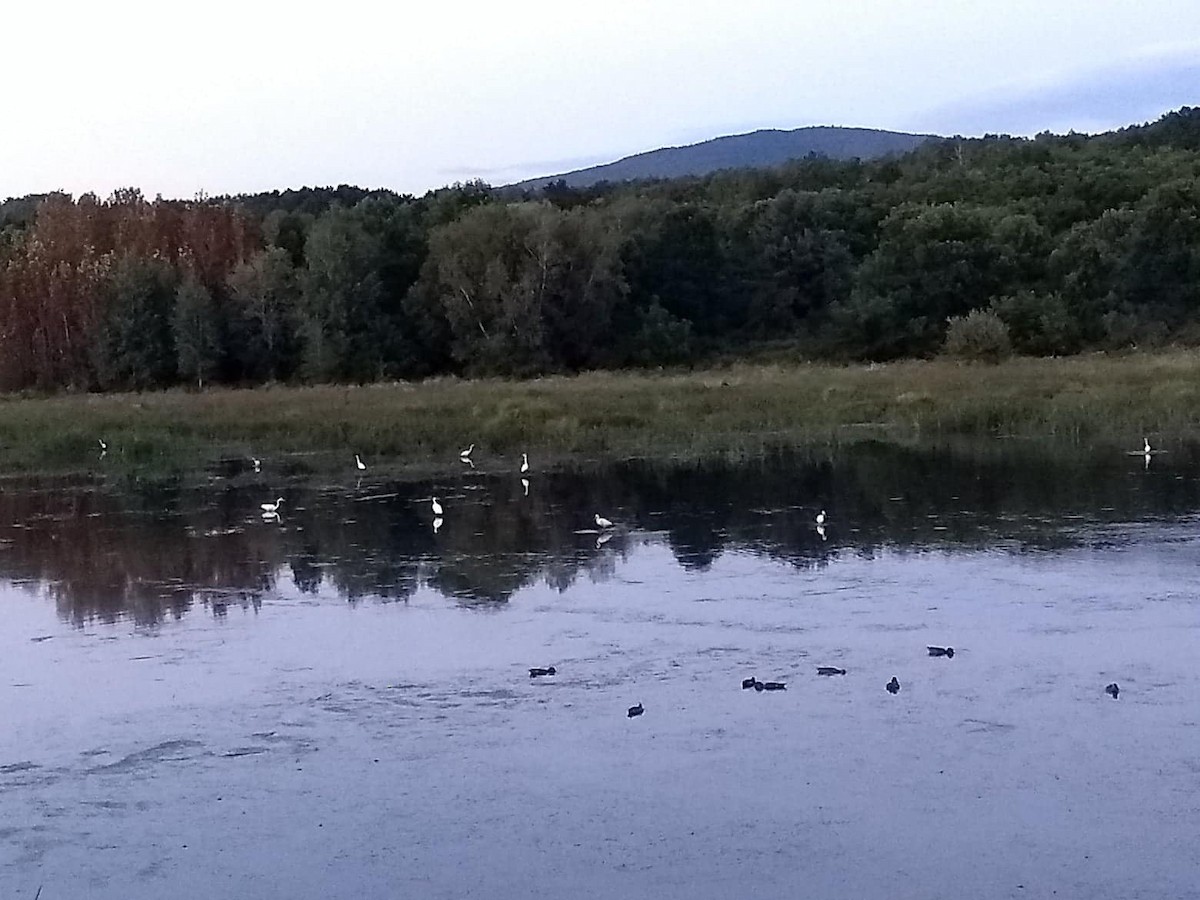 Great Egret - ML365591731