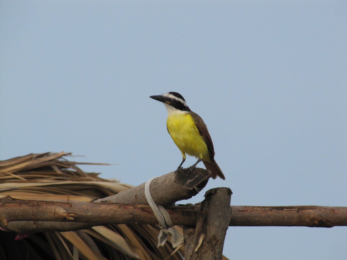 Great Kiskadee - ML36559181