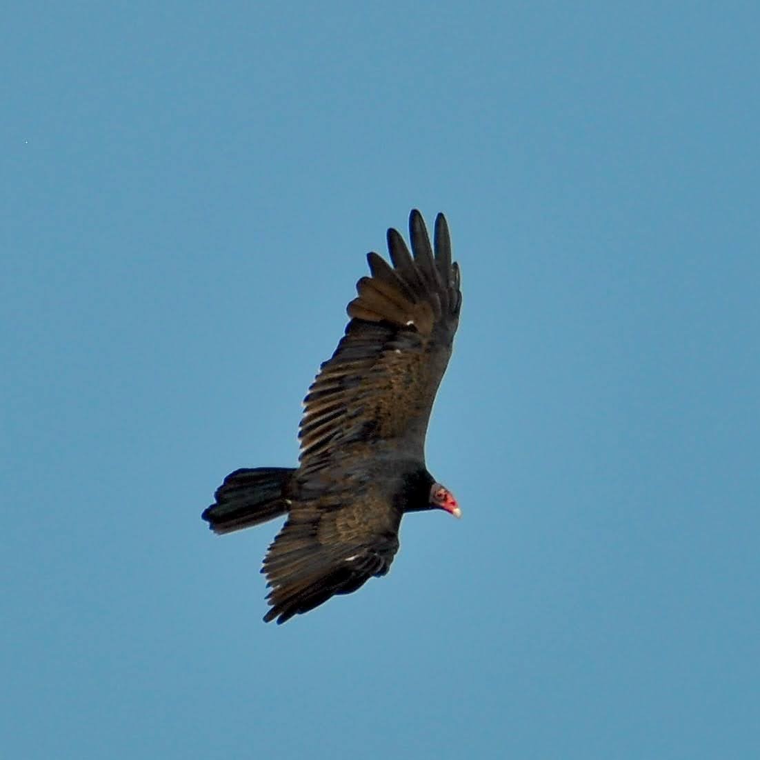 Turkey Vulture - ML365591901