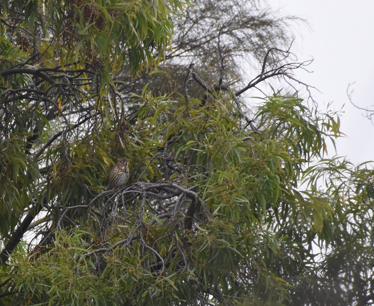 Song Thrush - ML365592121