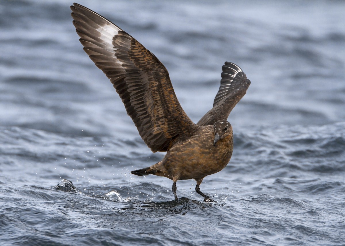 Chilean Skua - ML365594061