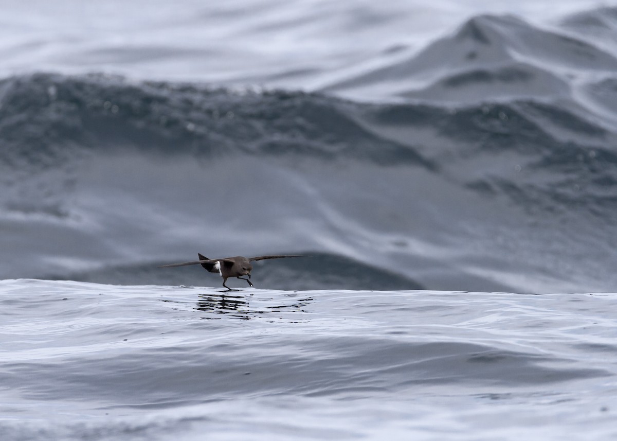 Oceanitidae/Hydrobatidae sp. - ML365594111