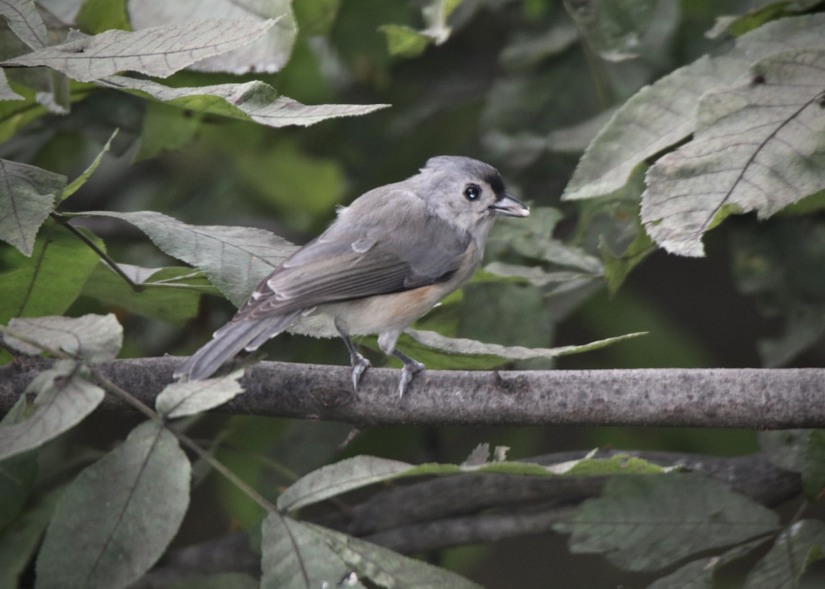 Tufted Titmouse - Rick&Peggy Price