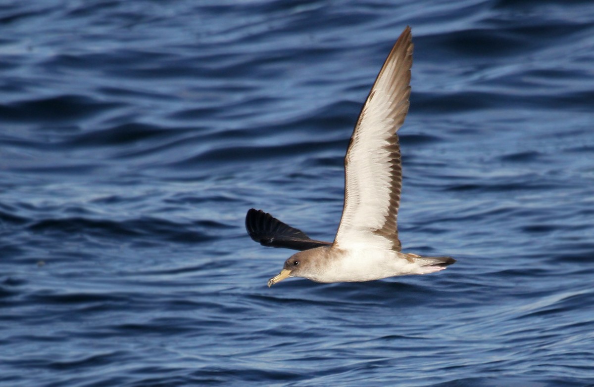 Cory's Shearwater (Scopoli's) - Ryan Schain