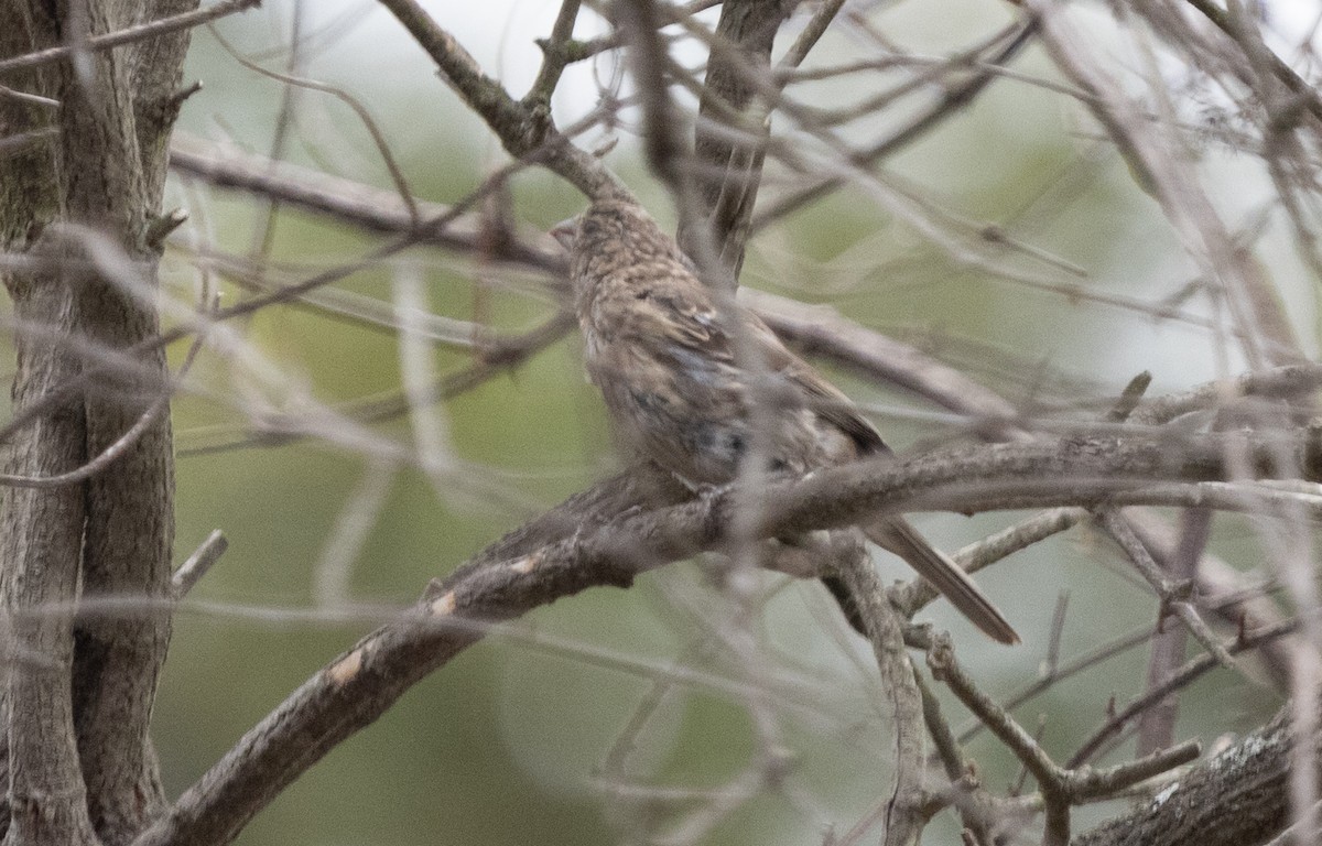 House Finch - ML365598391