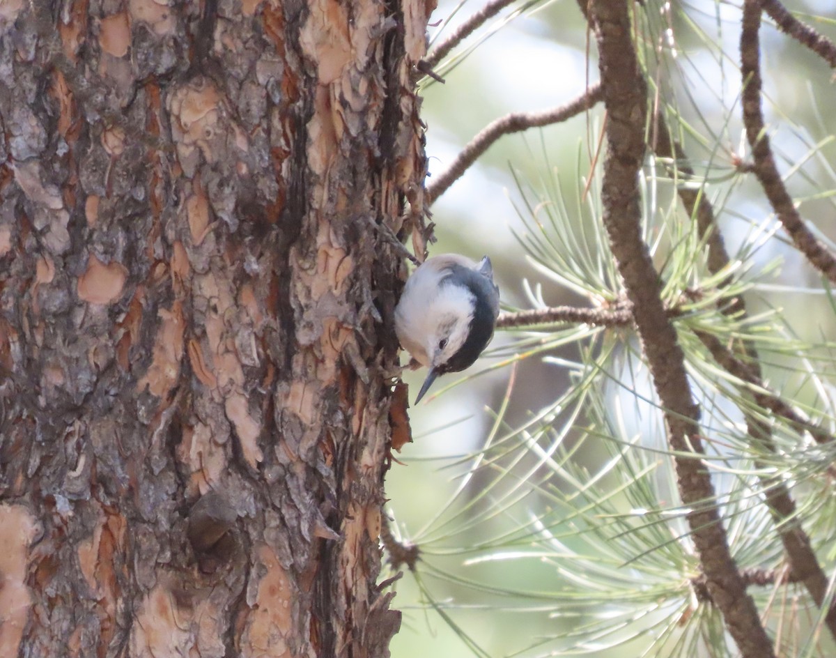 White-breasted Nuthatch - ML365598451