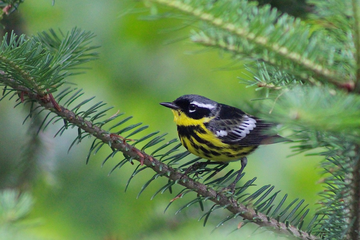 Magnolia Warbler - Will Johnson