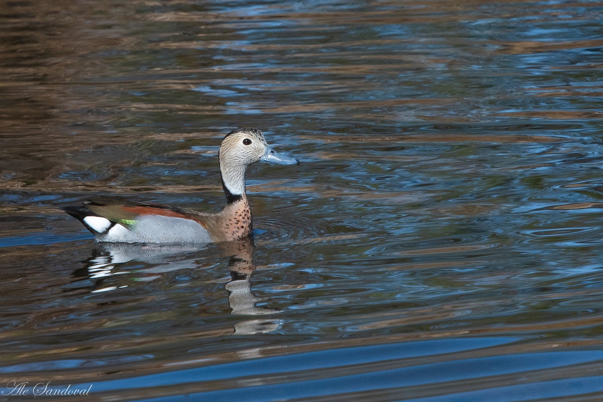 Ringed Teal - ML365598591