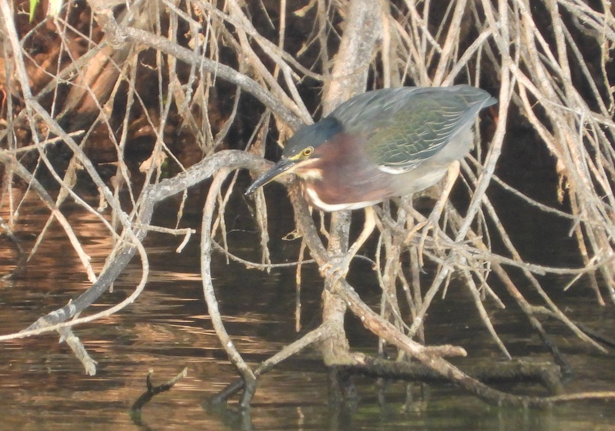 Green Heron - ML365598981