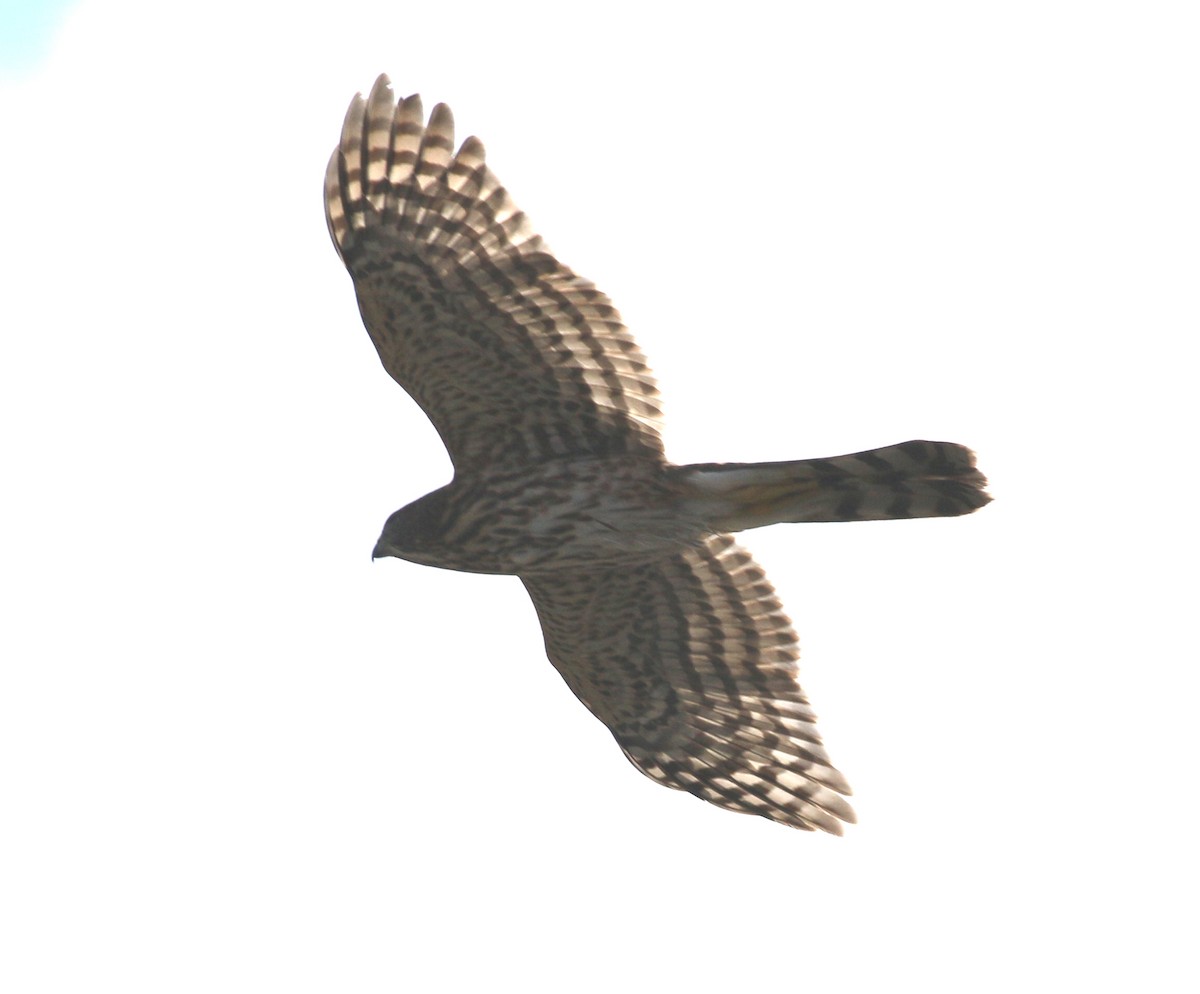 Cooper's Hawk - ML365599761