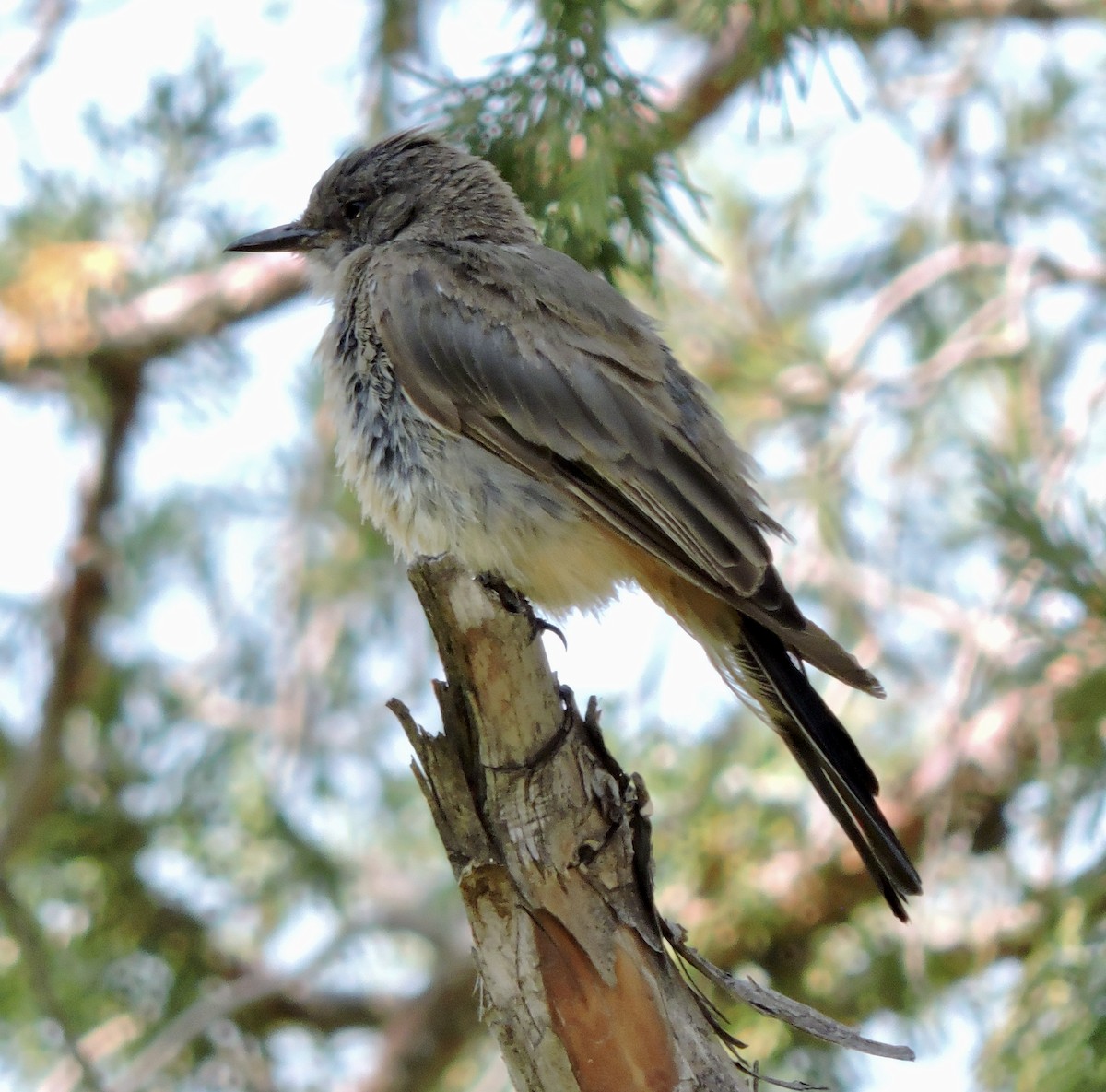 Say's Phoebe - ML365599861
