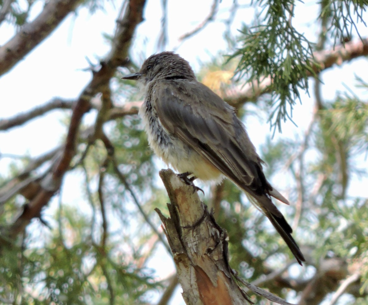 Say's Phoebe - ML365599901