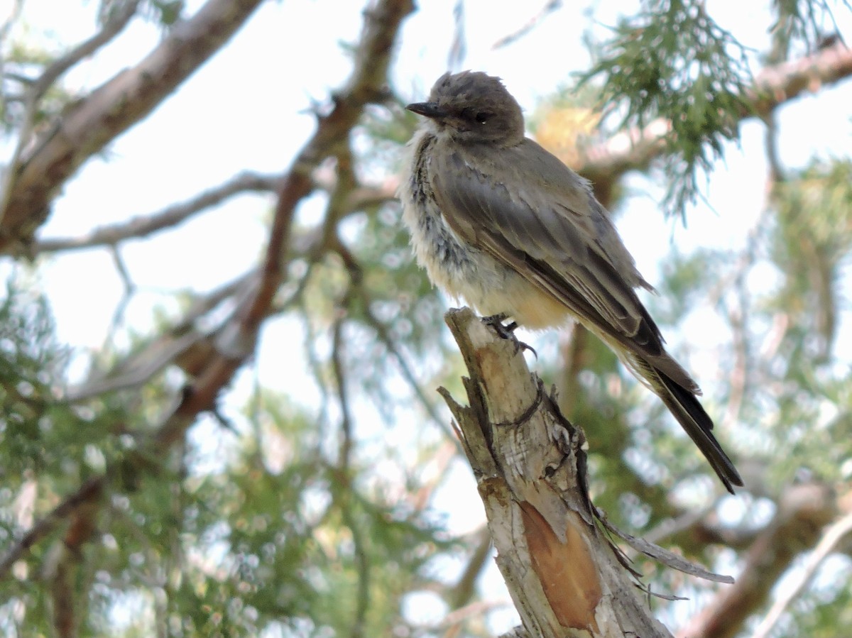 Say's Phoebe - ML365599911