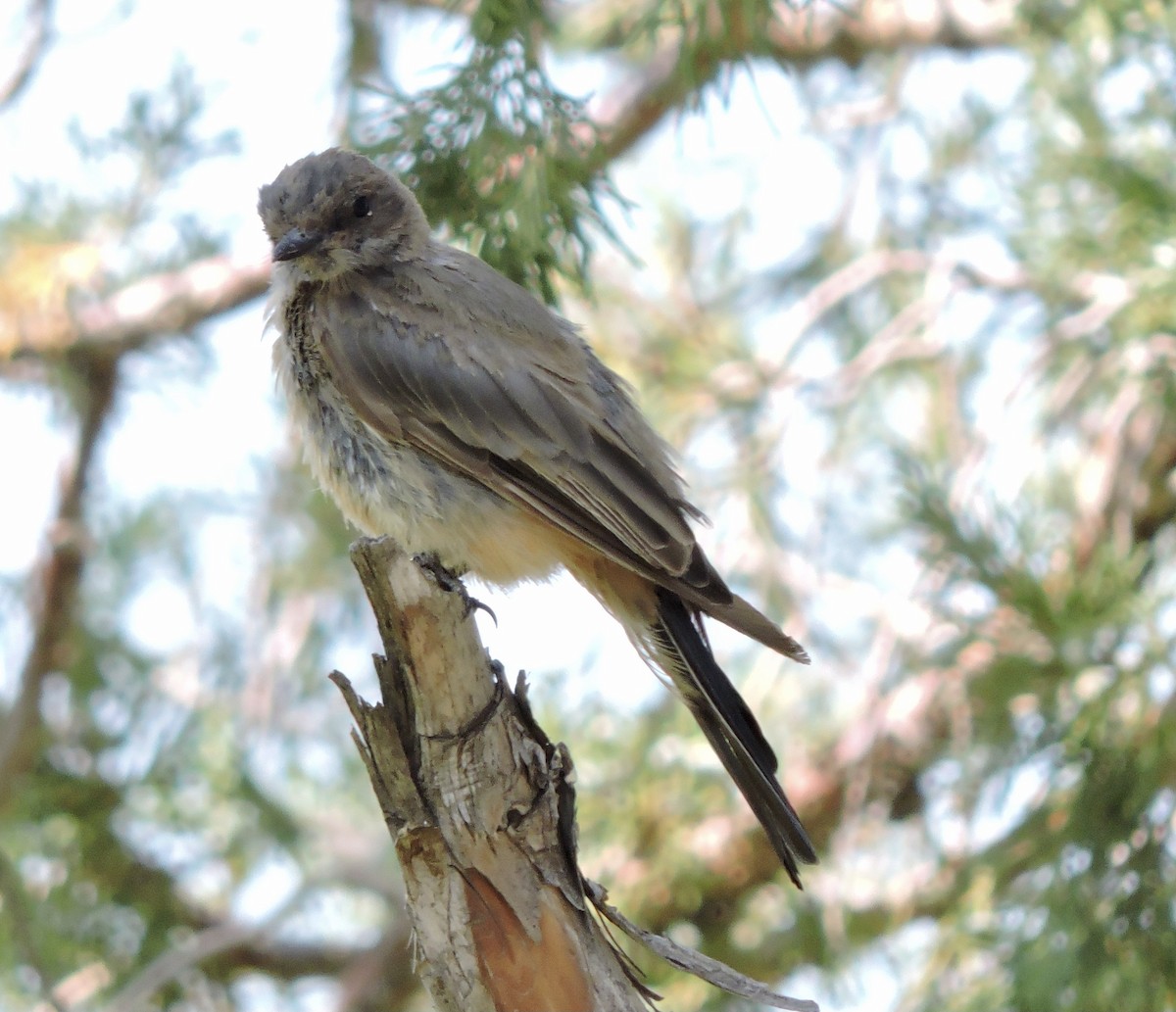 Say's Phoebe - ML365599961