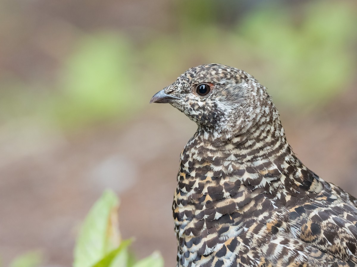 Spruce Grouse - Steve Wickliffe