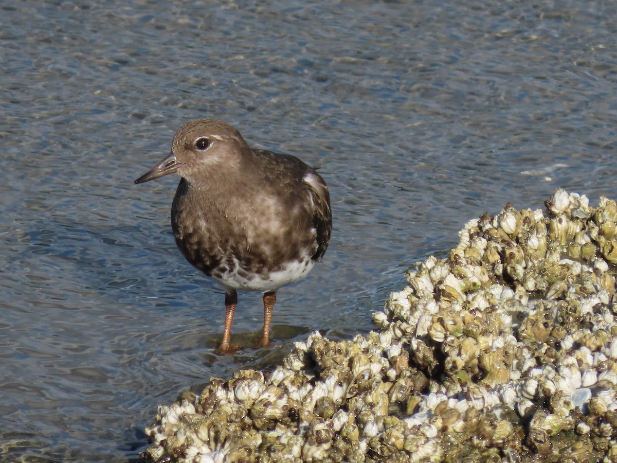 Black Turnstone - ML365602781