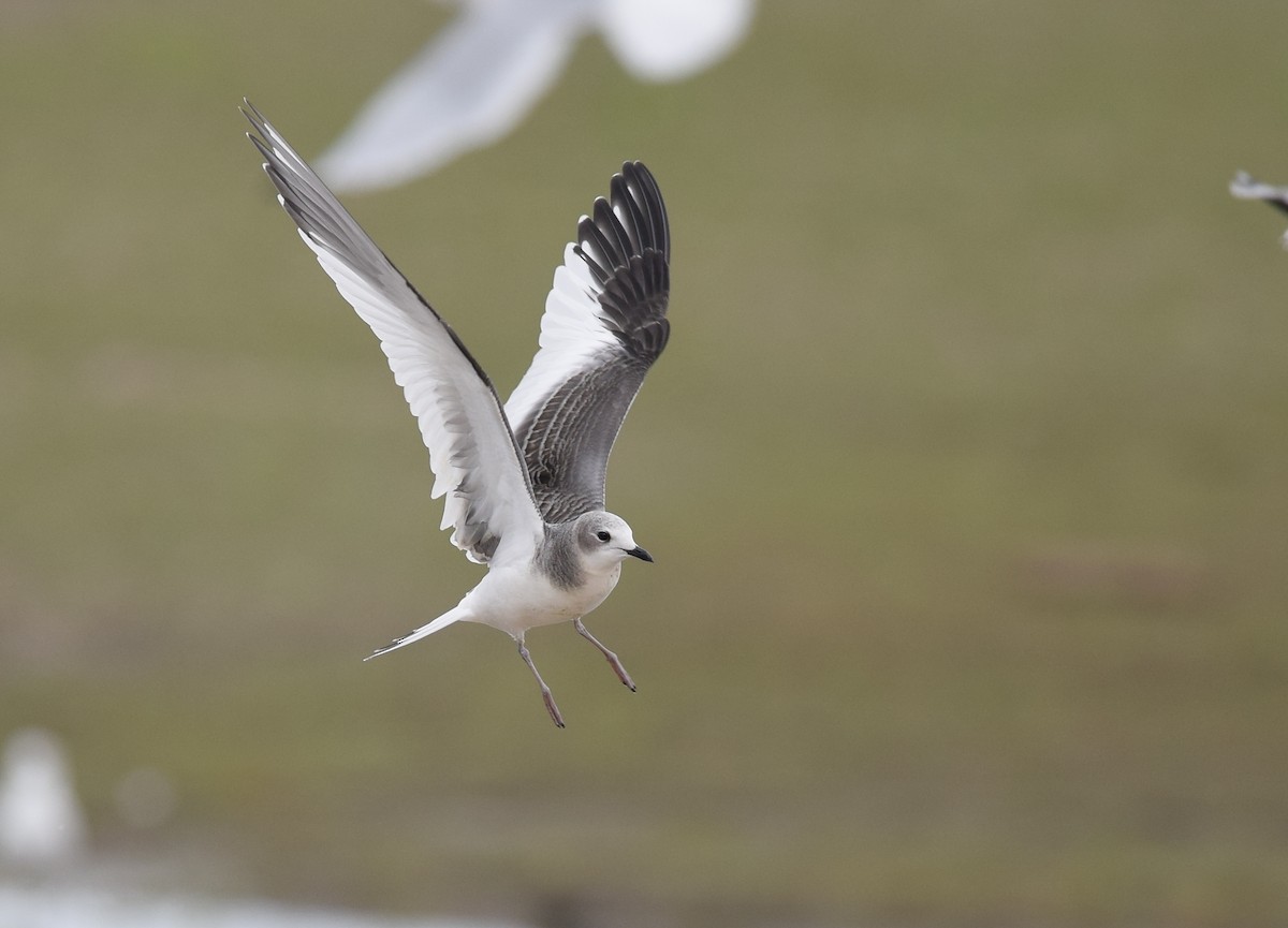 Sabine's Gull - ML36560381