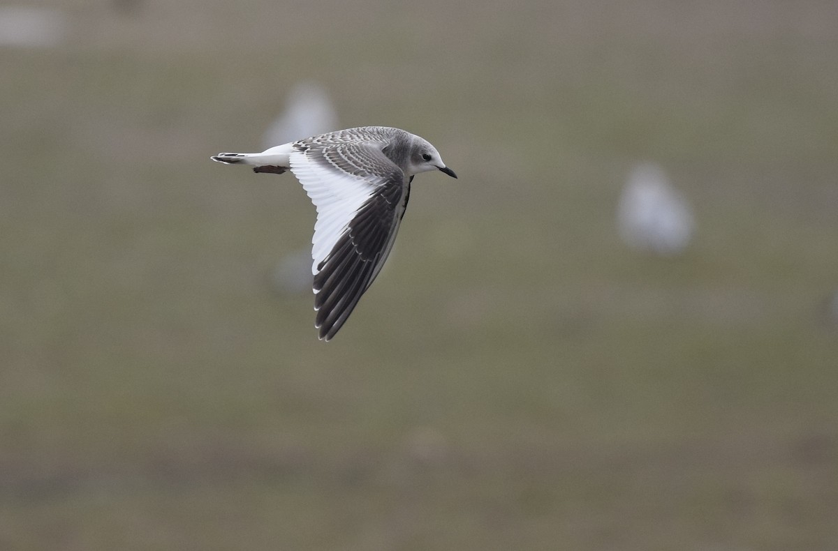 Sabine's Gull - ML36560391